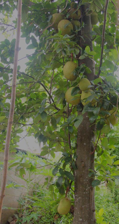 נגומבו Coco Home מראה חיצוני תמונה
